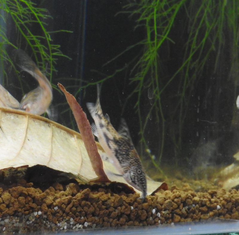 barbatus2-apr2018.jpg