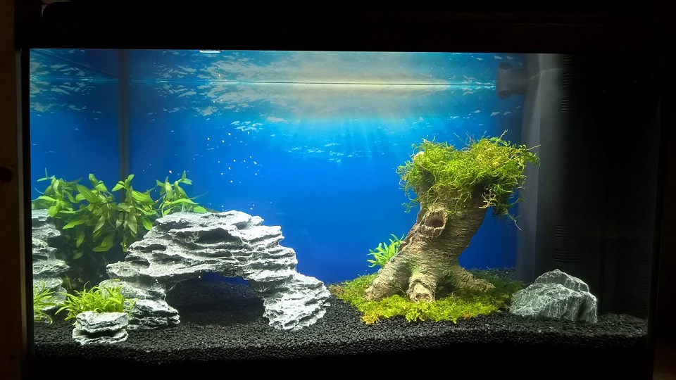 bas_bonsai_aquarium.jpg