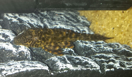 basquaria_ancistrus_2.jpg