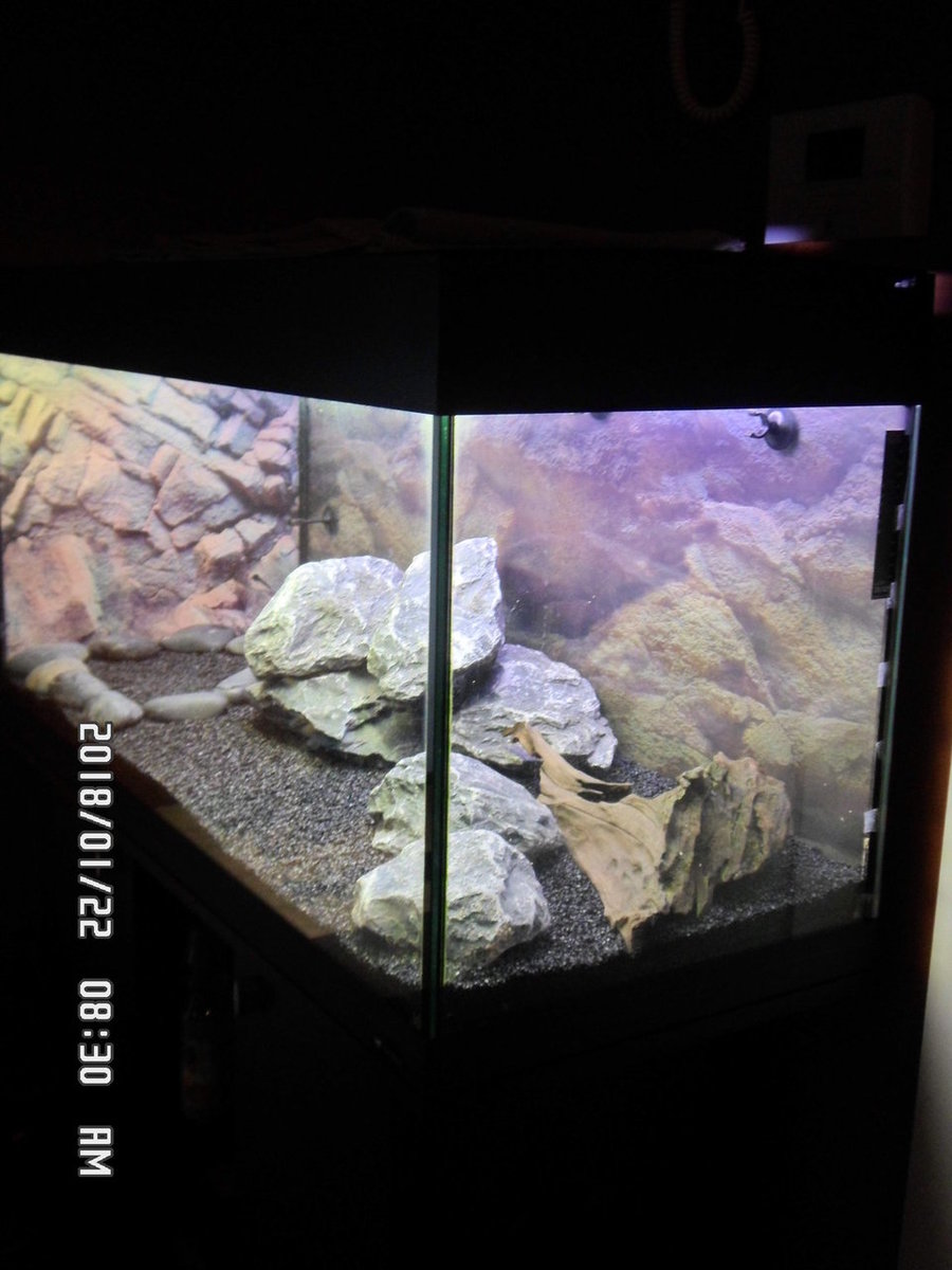 Beide aquariums mooie indeling 021.JPG