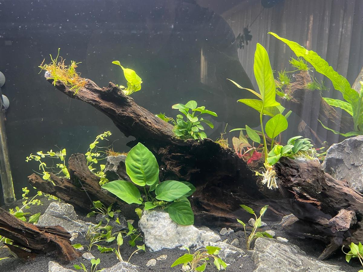 Beplanting nieuw 2.jpg