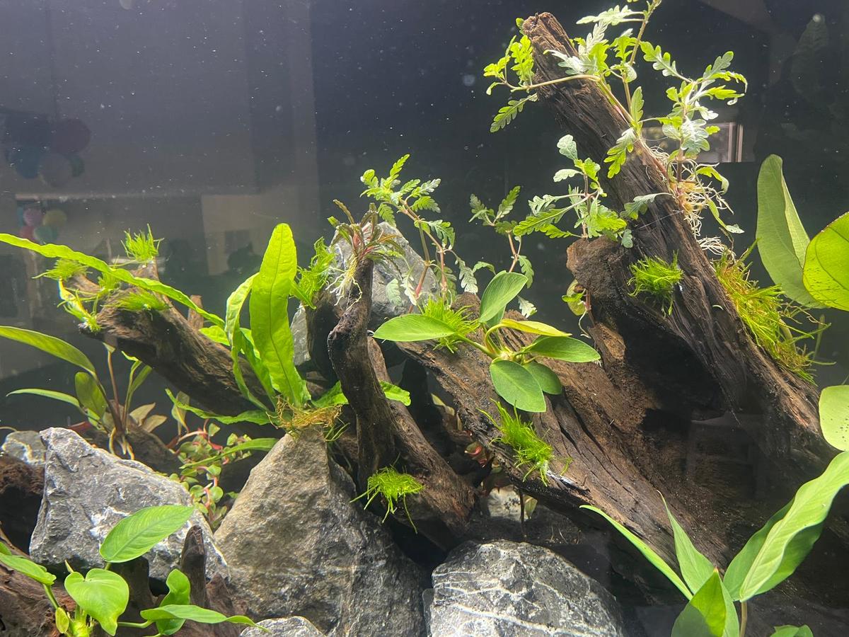 Beplanting nieuw 3.jpg