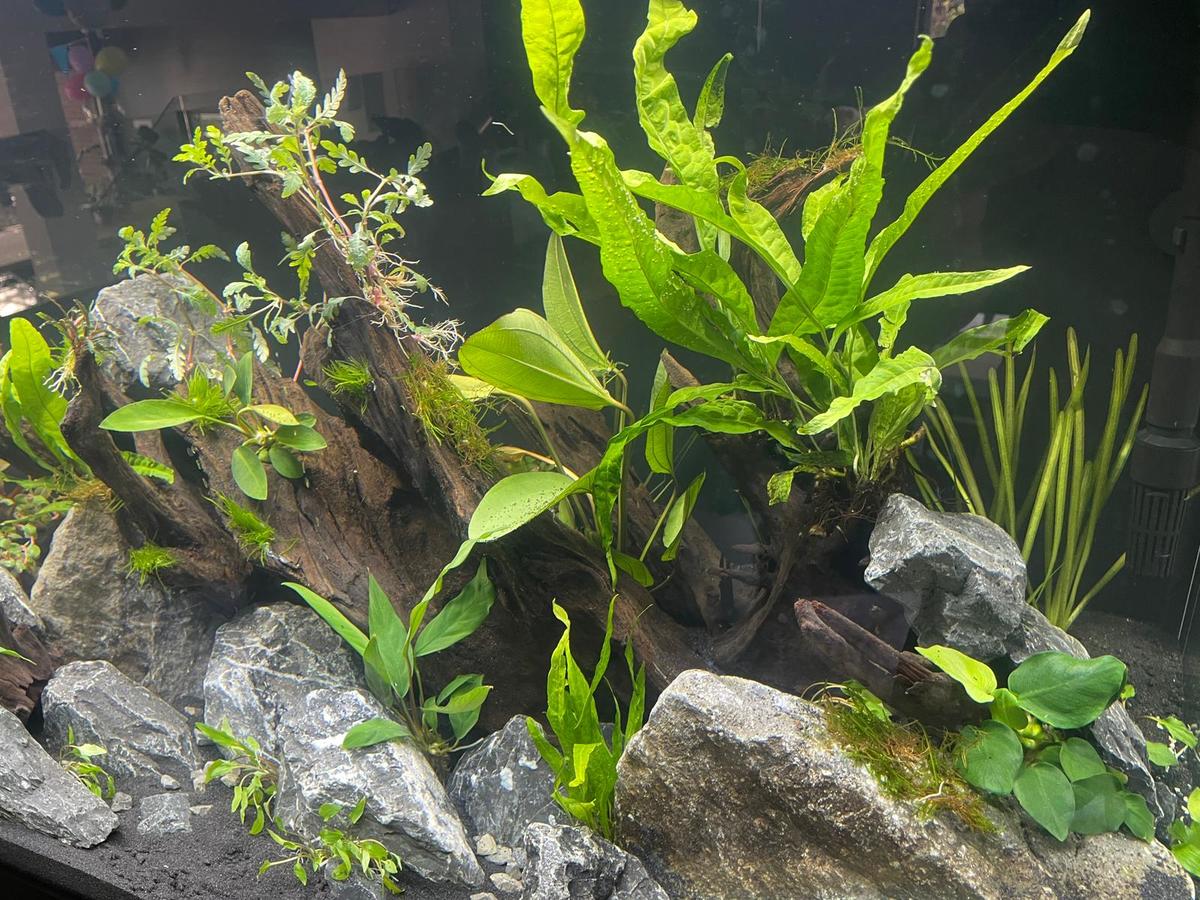 Beplanting nieuw 4.jpg