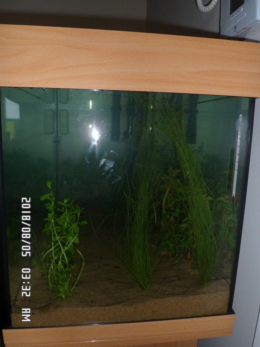 Betere planten verdeling in de Rio 180 002.JPG