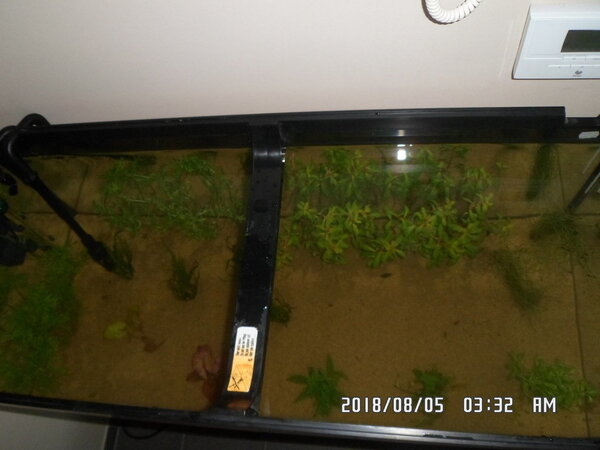 Betere planten verdeling in de Rio 180 003.JPG