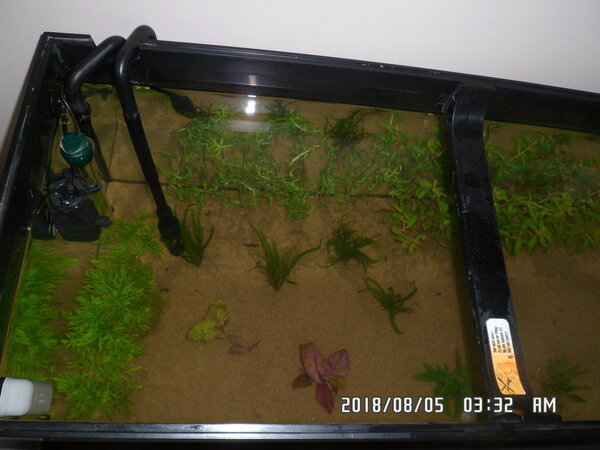 Betere planten verdeling in de Rio 180 004.JPG