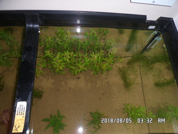 Betere planten verdeling in de Rio 180 005.JPG