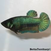 betta 1.jpg