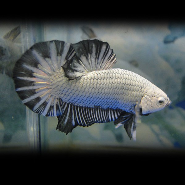 betta-splendens-male-plakat-hmsilver-dragon-xl Patrick van Rompu..jpg