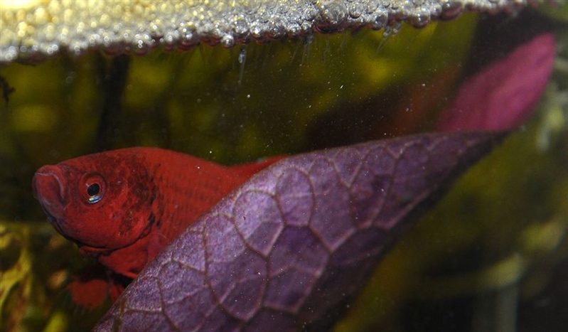 betta-waken.jpg