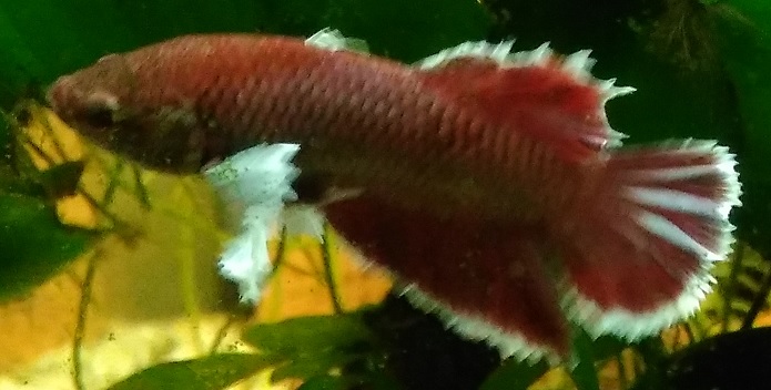 betta_man_2.jpg