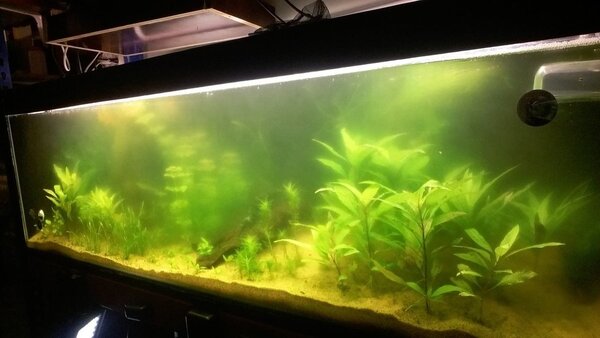 bioco2 na 1 maand.jpg