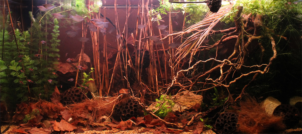 biotope-aquarium-c2013_85-1.jpg