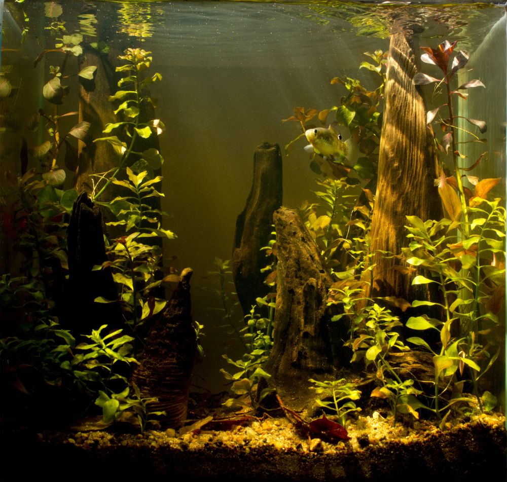 biotope-aquarium.jpg