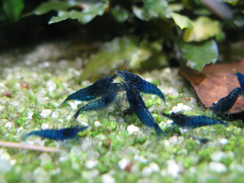 blauw5.jpg