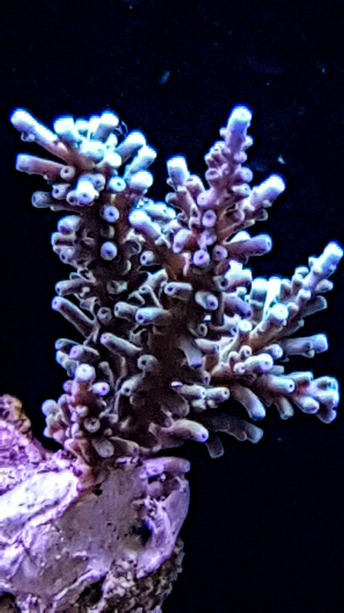 blauwe echinata dag2-2.jpg