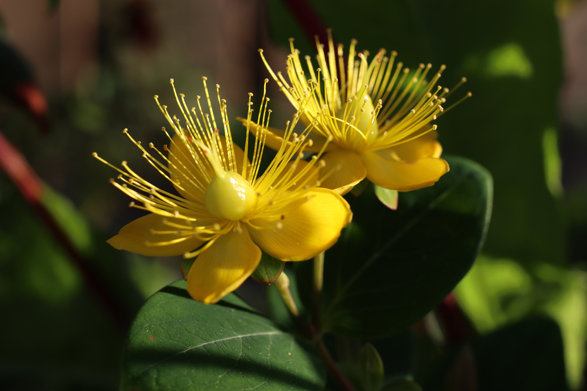bloem1.jpg
