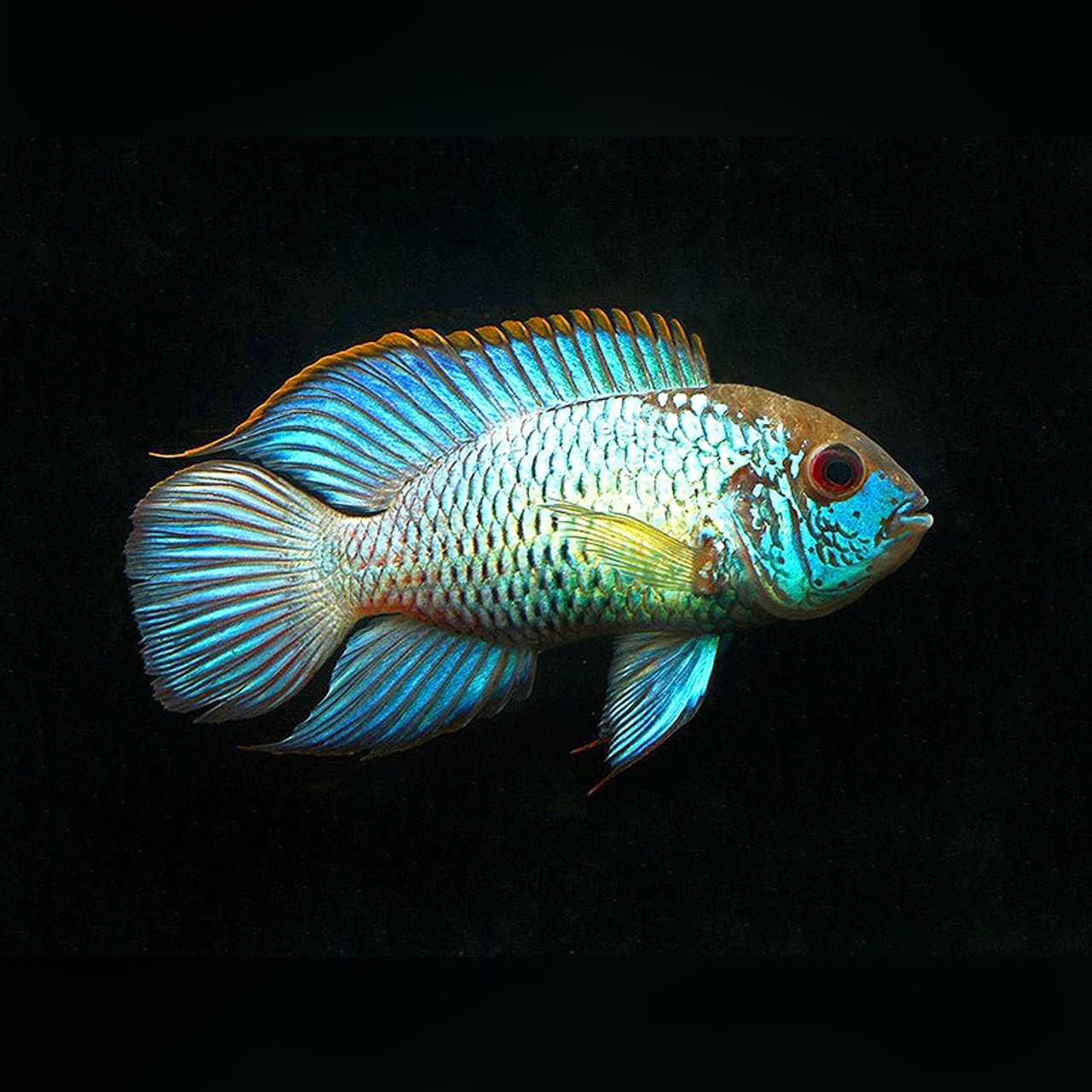 Blue acara.jpg