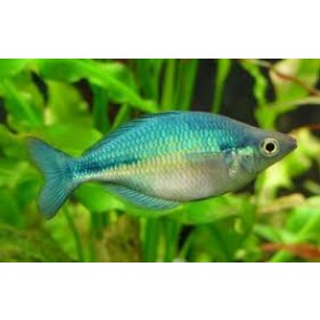 blue_rainbow_fish.jpg
