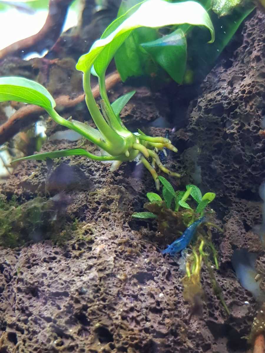 bluevelvet.jpg