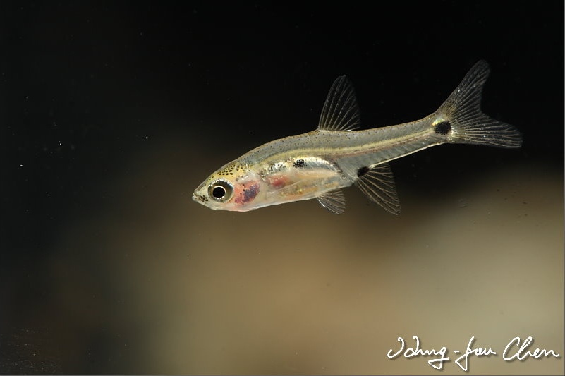 Boraras-micros-HJ-Chen.jpg