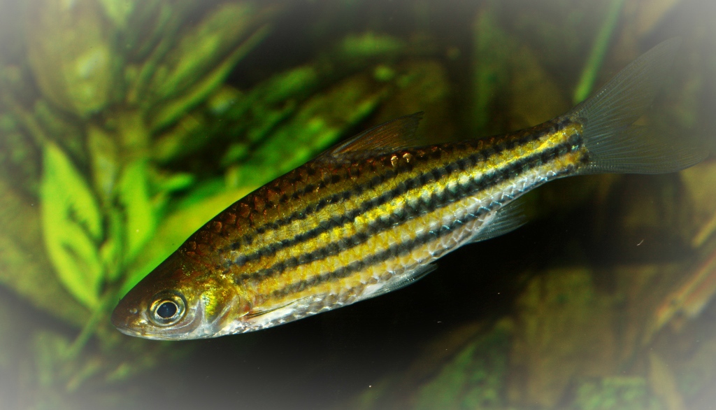 Boraras micros.jpg