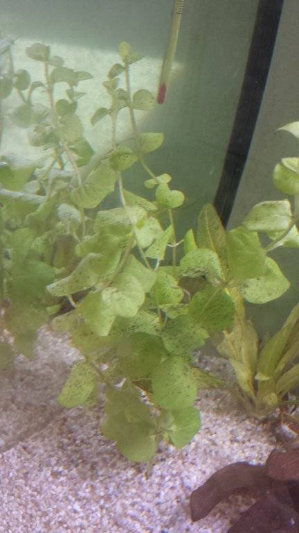 Bruine aanslag en slappe bladeren nieuwe plant.jpg