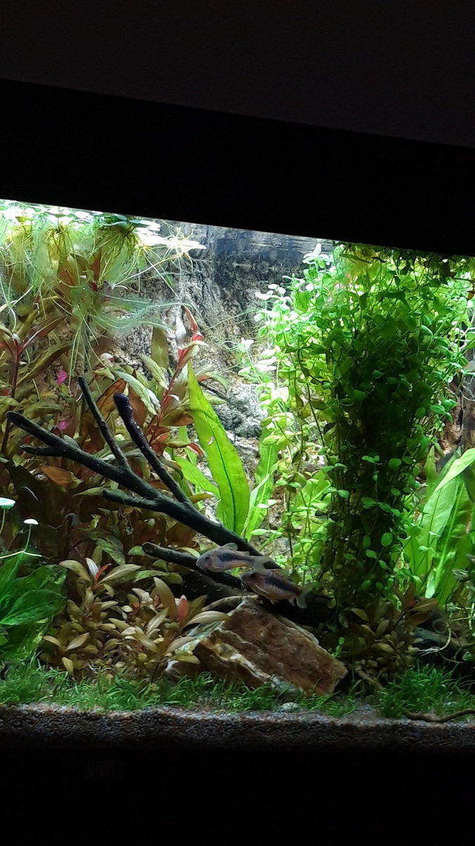 C. aeneus 2x 280720.jpg