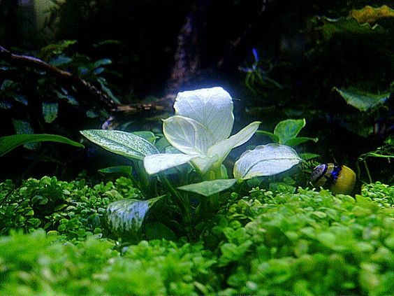 c3055341af3d24a3138cb6c1ba4fe371--aquatic-plants-fresh-water.jpg