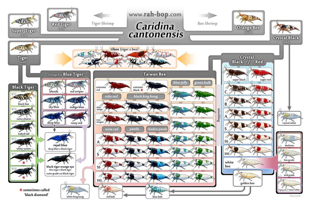 caridina_family_tree.jpg