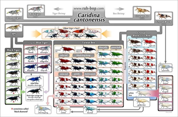 caridina_info_738d1461-6fc4-4635-a356-98ee50f07e76_1502x.progressive.jpg
