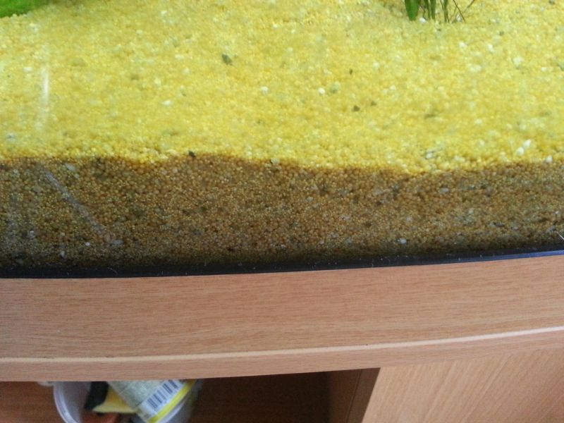 caviaarzanda1.jpg