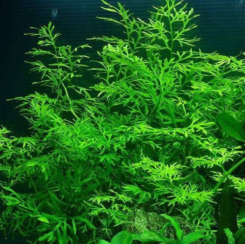 Ceratopteris_thalictroides.jpg