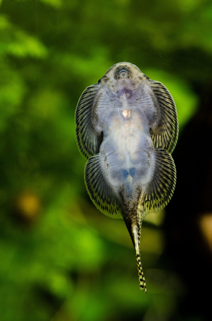 cEWY-6GIJlBrPI_Fc3SJTTO5Sykc3Wo7.jpeg cEWY-6GIJlBrPI_Fc3SJTTO5Sykc3Wo7.jpeg