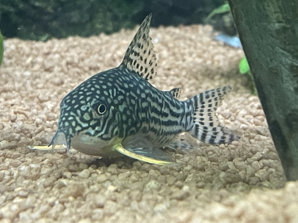 CFEB7082-6AC0-4102-B4DF-E73CD0A33ADA.jpeg
