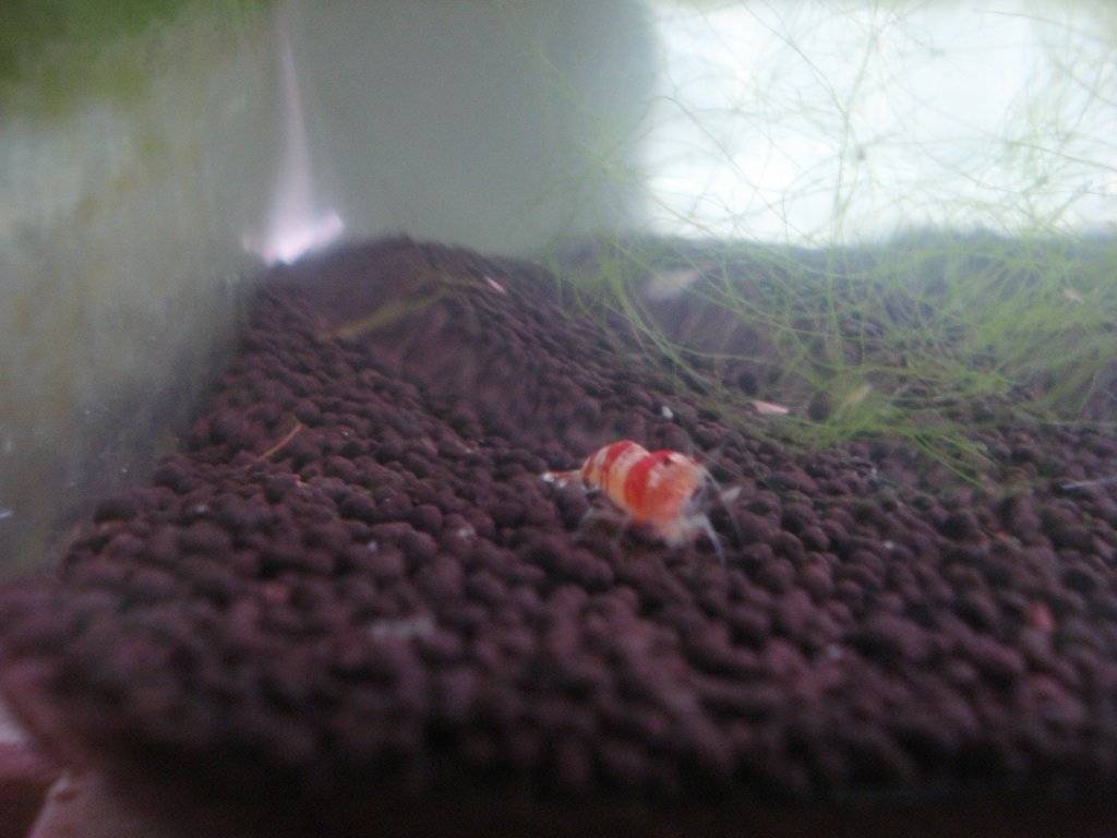 Christal Red & Tijger Garnaaltjes 001.jpg