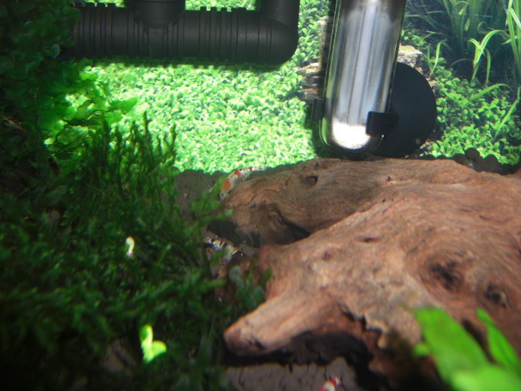 CIMG4141_zps99c4f4f8.jpg