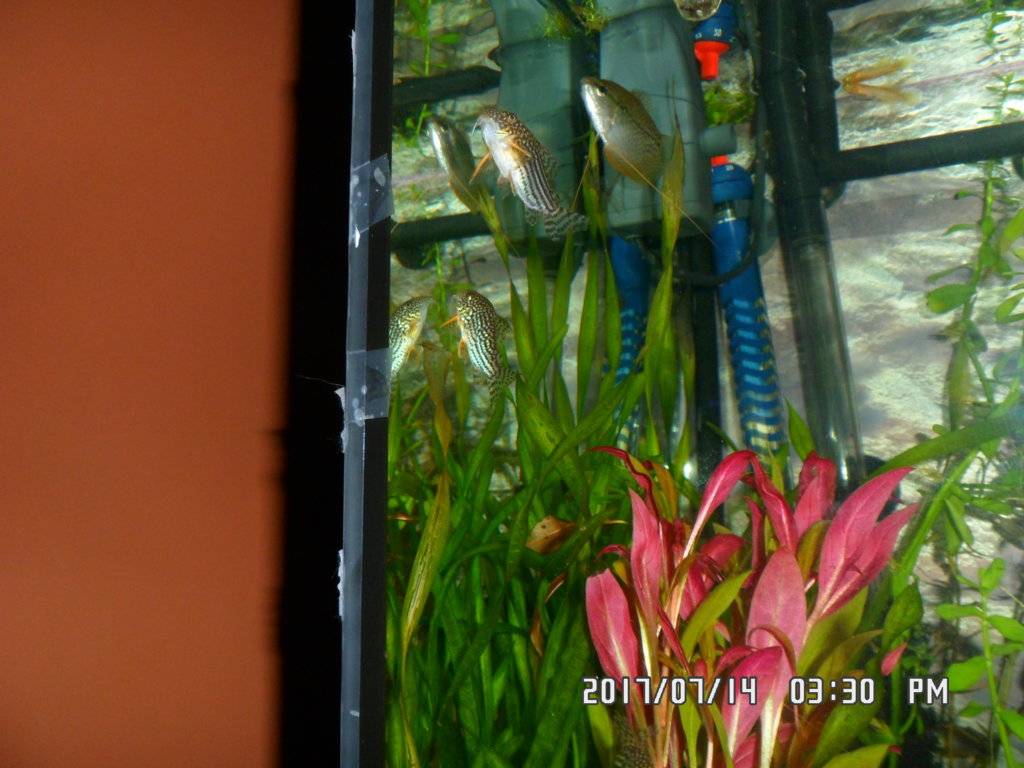Close up foto's van de Sterbai Corydoras en bak is wat gesnoeid 006.JPG