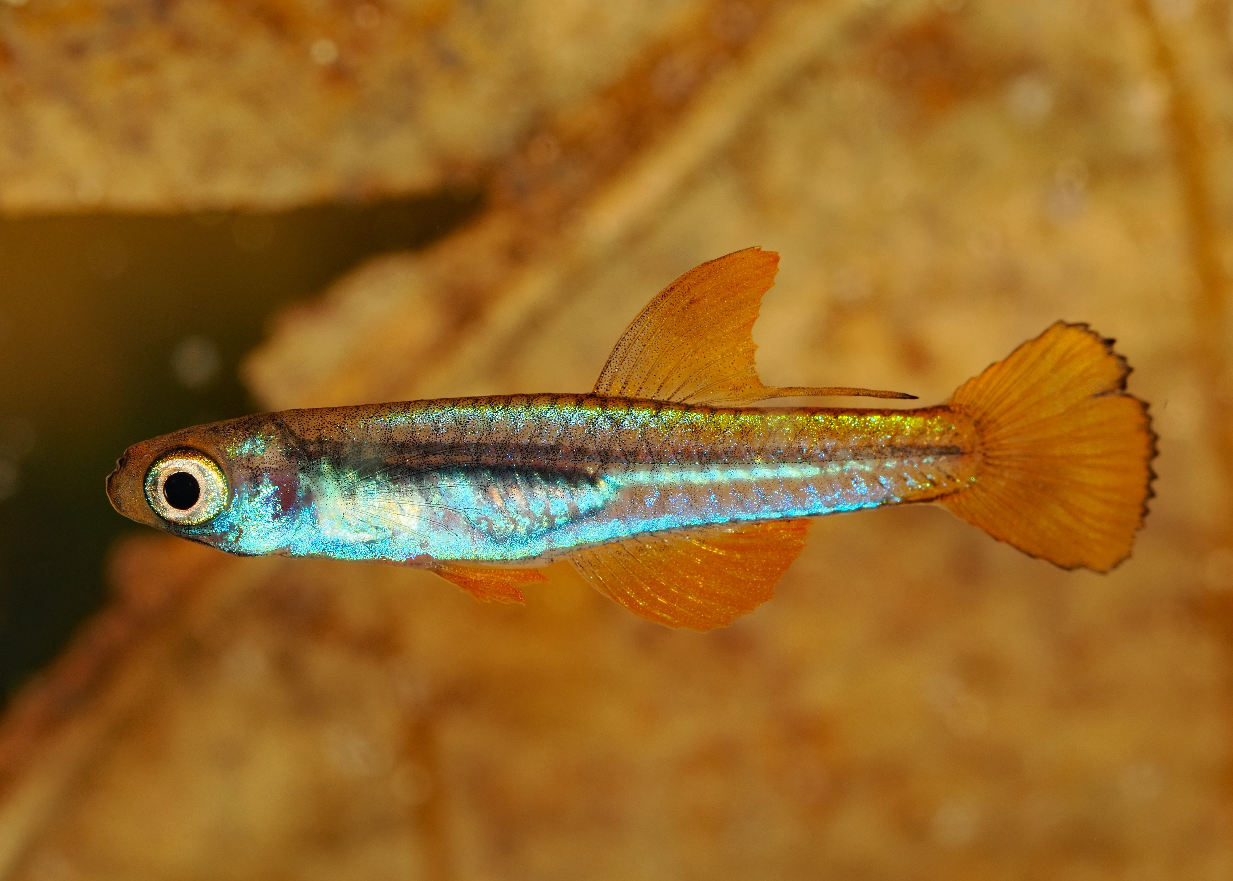 Congopanchax aff. brichardi Oyo.jpg