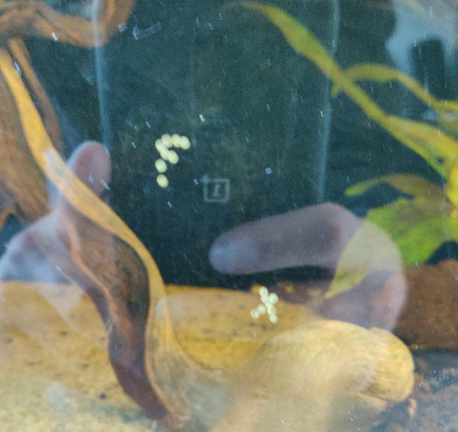 cory eggs.jpg