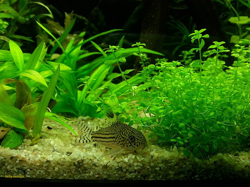 corydora_1_rio_240.jpg
