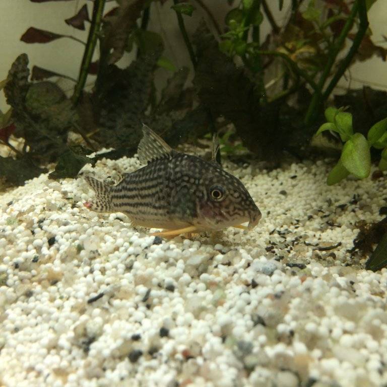corydoras (1).JPG