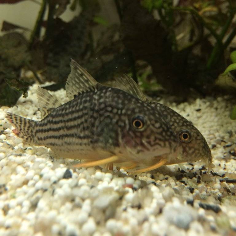 corydoras (2).JPG