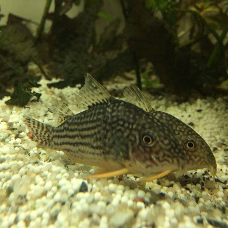 corydoras (3).JPG