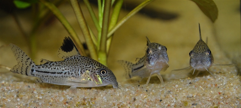 corydoras-cser.jpg