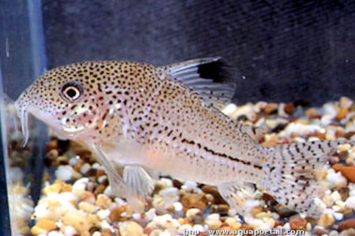 corydoras-julii.jpg