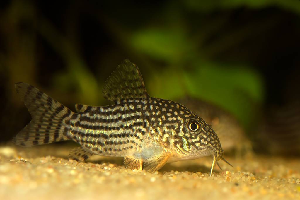 Corydoras sterbai-20170316-1.jpg