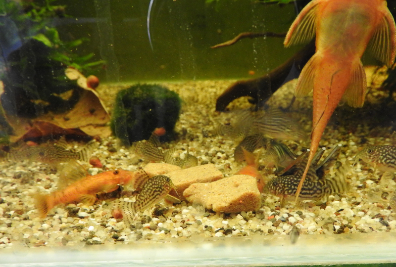corydoras-sterbai-repashy.jpg