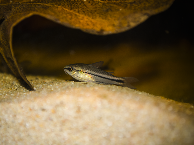 Corydoras_Pygmeaus_zps7fccfe0f.png
