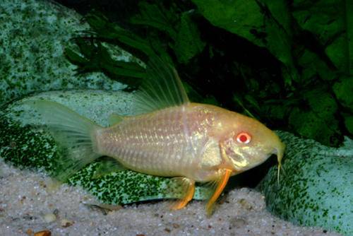 corydoras_sterbai_female_albino_form_species_large.jpg